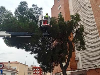 El Ayuntamiento de Murcia declara la guerra a la procesionaria: Refuerzo de tratamientos en parques y jardines