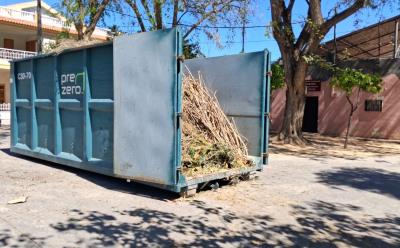 El Ayuntamiento de Murcia impulsa la poda invernal para un arbolado urbano más sano y seguro